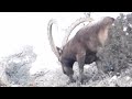 massive trophy size ibex spotted in hunza incredible footage of a unique ibex found in passu