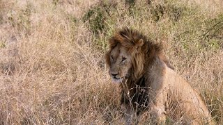 ケニア1　マサイマラ国立保護区の野生動物