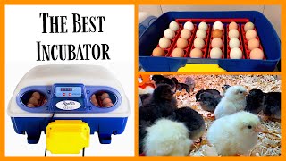 Borotto Real24 Egg Incubator Review