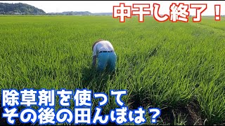 草刈り行こうとしたらウイングモア故障？前回の除草剤の効果はどうなった？