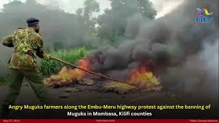 Angry farmers protest against banning of muguka in Mombasa and Kilifi
