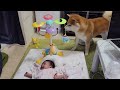 赤ちゃんのおもちゃが欲しいけど、ダメと理解して似たのを探す柴犬