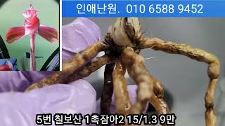 1월 25일 토요일 2차 천종무지 송정 신문 영산 칠보산 입변중투 입변사피 환엽황중투 단엽성입변복륜 산반중투 설국 여추 달마복륜 13품종 판매합니다