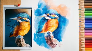 Colored Pencil Bird Speed drawing | 彩色鉛筆素描小鳥縮時