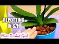 Repotting new Orchids in semi hydroponics - My tips & tricks