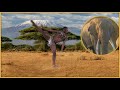 WWF Nedbank Green Trust - Celebrating 30 Years Of Conservation | Tailormade Group