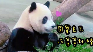 圓寶吃竹葉速度超快，塞了一嘴竹葉再慢慢吃|熊貓貓熊The Giant Panda Yuan Yuan and Yuan Bao|台北市立動物園