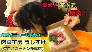 【愛犬と一緒に！室内焼肉】ミニチュアダックス鼻ちゃんと焼肉！【鼻ちゃん日記】#395