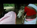 adivasi locl video