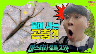 물에 사는 곤충이 있다?! 사마귀를 닮은 곤충ㅣ수서곤충 1회ㅣ미스터리생물집ㅣ꾹tvㅣKBS 221110 방송