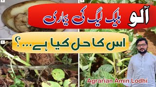 How To Manage Black Black Leg of Potato || بلیک لیگ کی بیماری || Agrarian Amin Lodhi