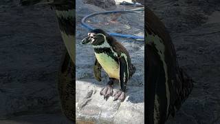 フンボルトペンギン　何を見ているの？　【のんほいパーク】　Penguin Toyohashi Zoo