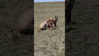 Maasai Mara Kenya