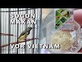 cara melatih sogon makan voer ☆ voer vietnam sogon