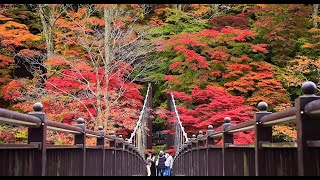 塩原温泉街「紅の吊橋」紅葉見頃 那須塩原