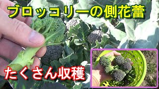 【家庭菜園】ブロッコリーの側花蕾をたくさん収穫しました！