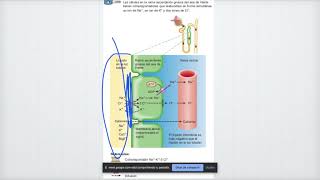 Reabsorción y secreción en asa de Henle, TCD y TC. Regulación hormonal.