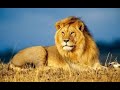 Lion King: 23-Year-Old Is Best Friends With Big Cats | BEAST BUDDIES