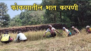 कोकणातील भात कापणी🎋 || Koknatil Bhat Kapani 🎋 Rice Harvest Agricultural #kokan #कोकण #agricultural