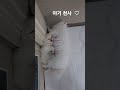 자는 모습이 너무 이쁜 아기댕댕이 강아지 pomeranian 포메라이안 puppy 반려견 반려동물 댕댕이