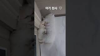 자는 모습이 너무 이쁜 아기댕댕이 #강아지 #pomeranian #포메라이안 #puppy #반려견 #반려동물 #댕댕이