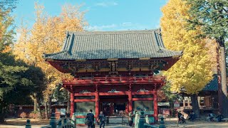 【Full HD】根津神社の紅葉｜Nedujinja shrine Autumn leaves（Autumn colors）｜Bunkyo-ku Tokyo Japan