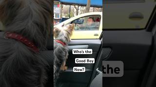 Bark to the Future: When a Taxi Driver Howls at My Puppy!\