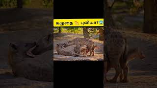 Hyena Facts? கழுதை புலி vs சிங்கம் 🦁 கண்டிப்பாக பாருங்க#shorts