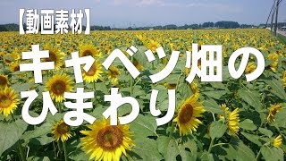 【動画素材】キャベツ畑のひまわり３