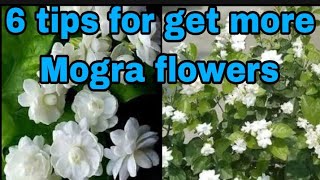 6 Tips for getting more Mogra Flowers|| 6 टिप्स जो आपके मोगरे प्लांट में लाएंगे ढेर सारे फ्लावर्स