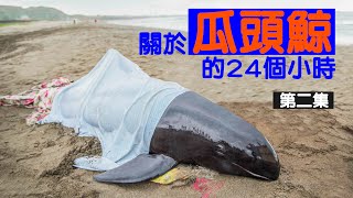 《關於瓜頭鯨的24個小時》(第二集）Melon-headed whale