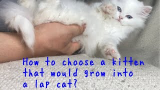 How to choose a kitten that would grow into a lap cat?