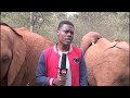 baby elephant tickles kenyan journalist s nose with trunk during news report