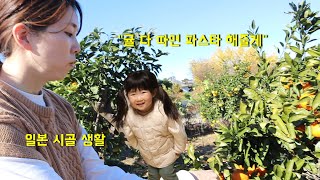 사나 가족 일본 시골 생활♪ 겨울 귤 따기, 10분 만에 만드는 크림파스타!!