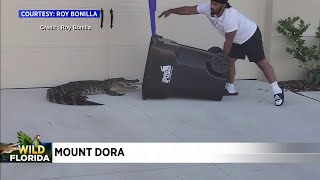 Wild Florida: Man uses trash bin to trap gator outside his home