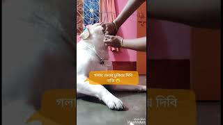 কৃমিনাশক ওষুধ খেলাম বাপু