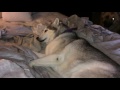 Stubborn Husky won't get out of bed