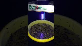 BuzzZap Mini - Solar Light Insect trap. The best light trap in India. Made in India