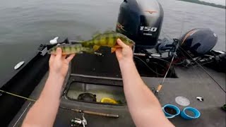 Perch Fishing Green Bay 6-21-24