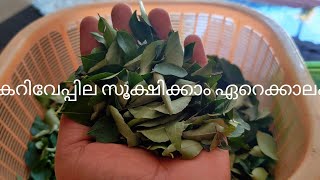 ഇനി കറിവേപ്പില കേടു കൂടാതെ സൂക്ഷിക്കാം | How to store curry leaves fresh in malayalam