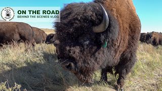 That's Close Enough Bud! | Herding Bison on Quads...