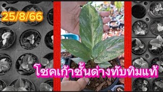 0844973489 ลูกโชคเก้าชั้นด่างทับทิมแท้ พ่อทับทิมแม่ทับทิม[ร้านขันทองฯ]25/8/66