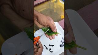 ഗപ്പിക്കുട്ടൻ്റെ വാലുമുറിക്കൽ ✂️✂️ l #fish #guppy #shorts #viral l guppy tail cutting malayalam