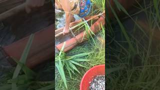 មកត្រងកូនត្រីតាមទឹកហូរ #fish #video #fishing #family #life #shortsvideo