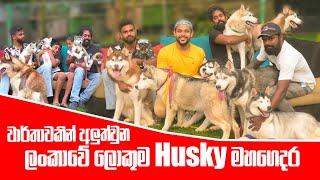 වාර්තාවකින් අලුත්වුන ලංකාවේ ලොකුම Husky මහගෙදර | Pet Talk