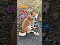 柴犬コロ 哀愁漂う犬🥰 柴犬コロ かわいい 癒し 犬 可愛い shibainu dog cute