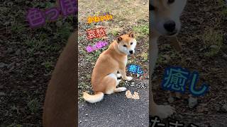 柴犬コロ 哀愁漂う犬🥰 #柴犬コロ #かわいい #癒し #犬 #可愛い #shibainu #dog #cute