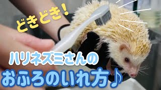 ハリネズミさんっておふろはどうしているの？？ / How to Give Your Pet Hedgehog a Bath  (Animal cafe HARRY)