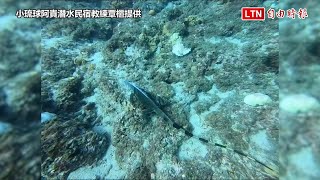 酷斯拉入侵？綠鬣蜥「騷擾」綠蠵龜 小琉球潛水業者憂心(小琉球阿貴潛水民宿教練覃櫃提供)