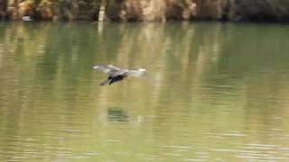 加茂町カッコよく着水してドヤ顔を決めるカワウ